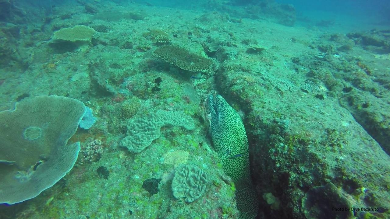 Dolphin Dhow Beach Safaris 维兰库卢什 外观 照片