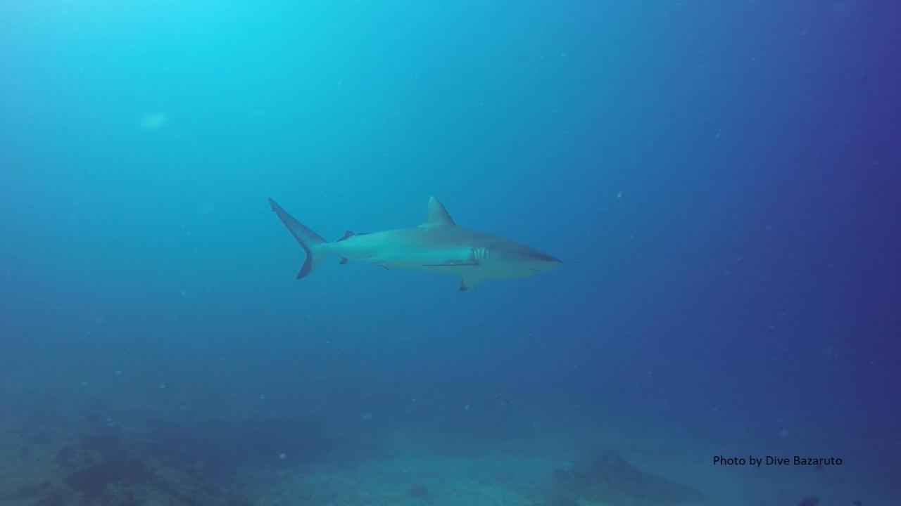 Dolphin Dhow Beach Safaris 维兰库卢什 外观 照片